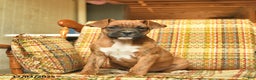 Boxer dogs for sale: Baldwin - Ad 1