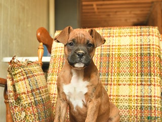 Boxer dogs Baldwin - Ad 25