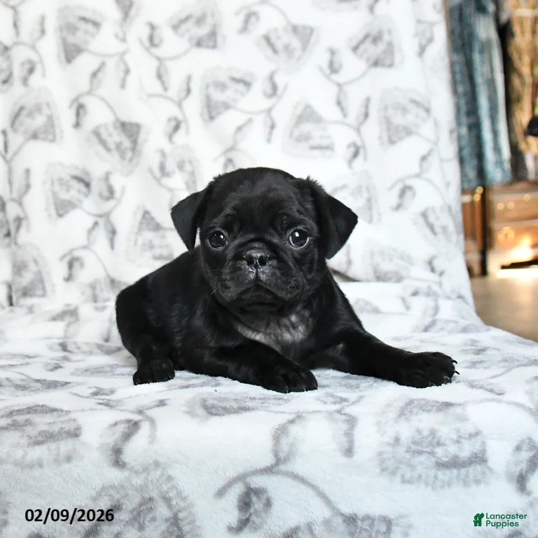 Pug dogs for sale: Romeo - Ad 4