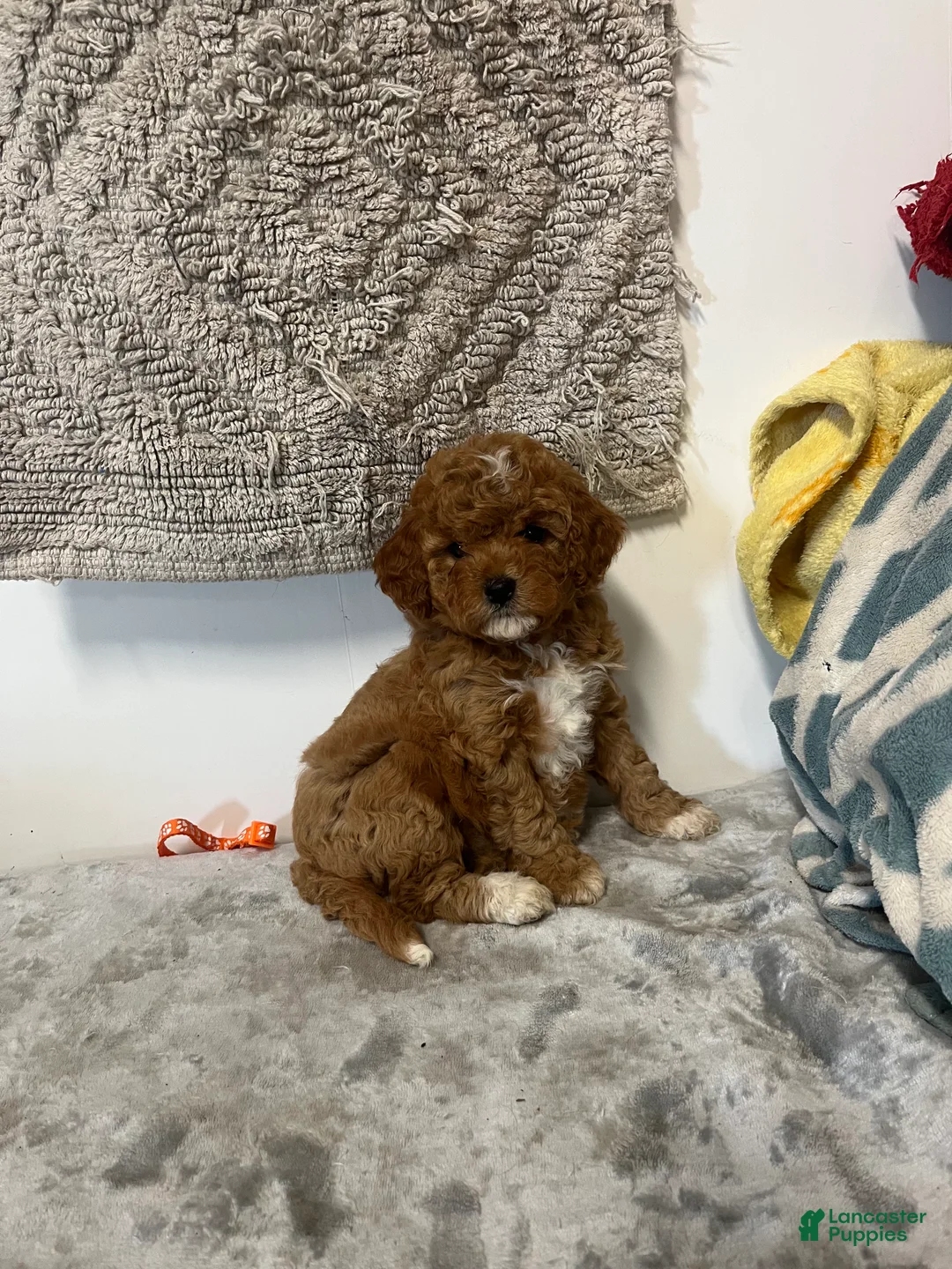 Cavapoo dogs for sale: June - Ad 1