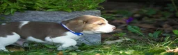 Beagle dogs for sale: Bart - Ad 5