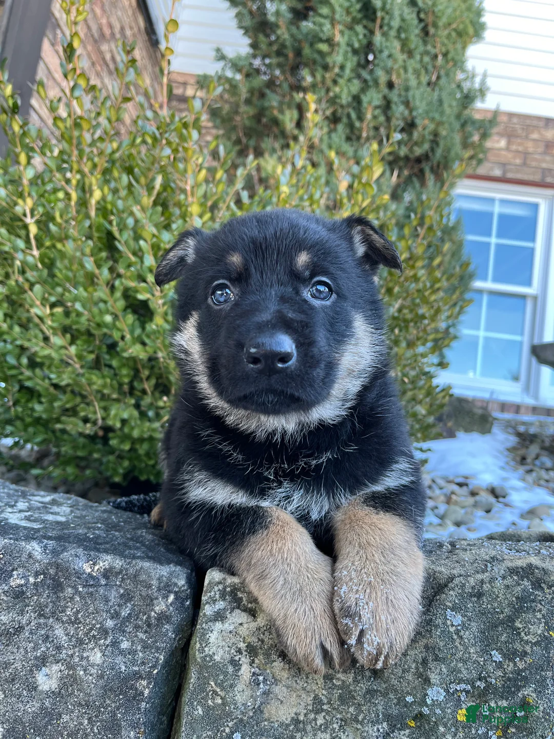 German Shepherd dogs for sale: Armory - Ad 3