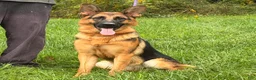 German Shepherd dogs for sale: Fiona - Ad 3