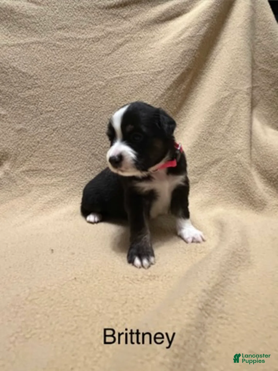 Miniature Australian Shepherd dogs for sale: Brittney - Ad 2