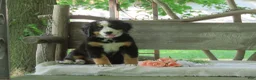 Bernese Mountain Dog dogs for sale: Jaci  - Ad 3