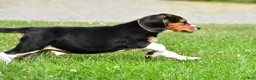 Beagle dogs for sale: Sammy - Ad 7