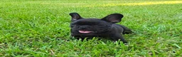 French Bulldog dogs for sale: Char Cole - Ad 6