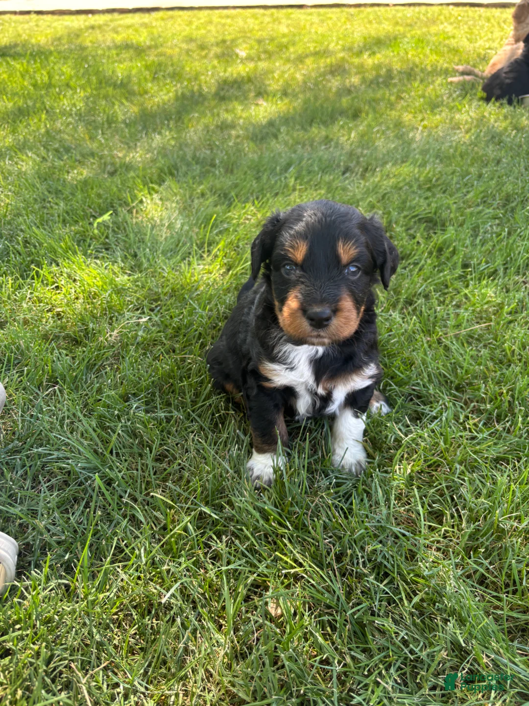 Aussiedoodle dogs for sale: Socks - Ad 1