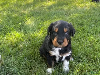 Aussiedoodle dogs Socks - Ad 4