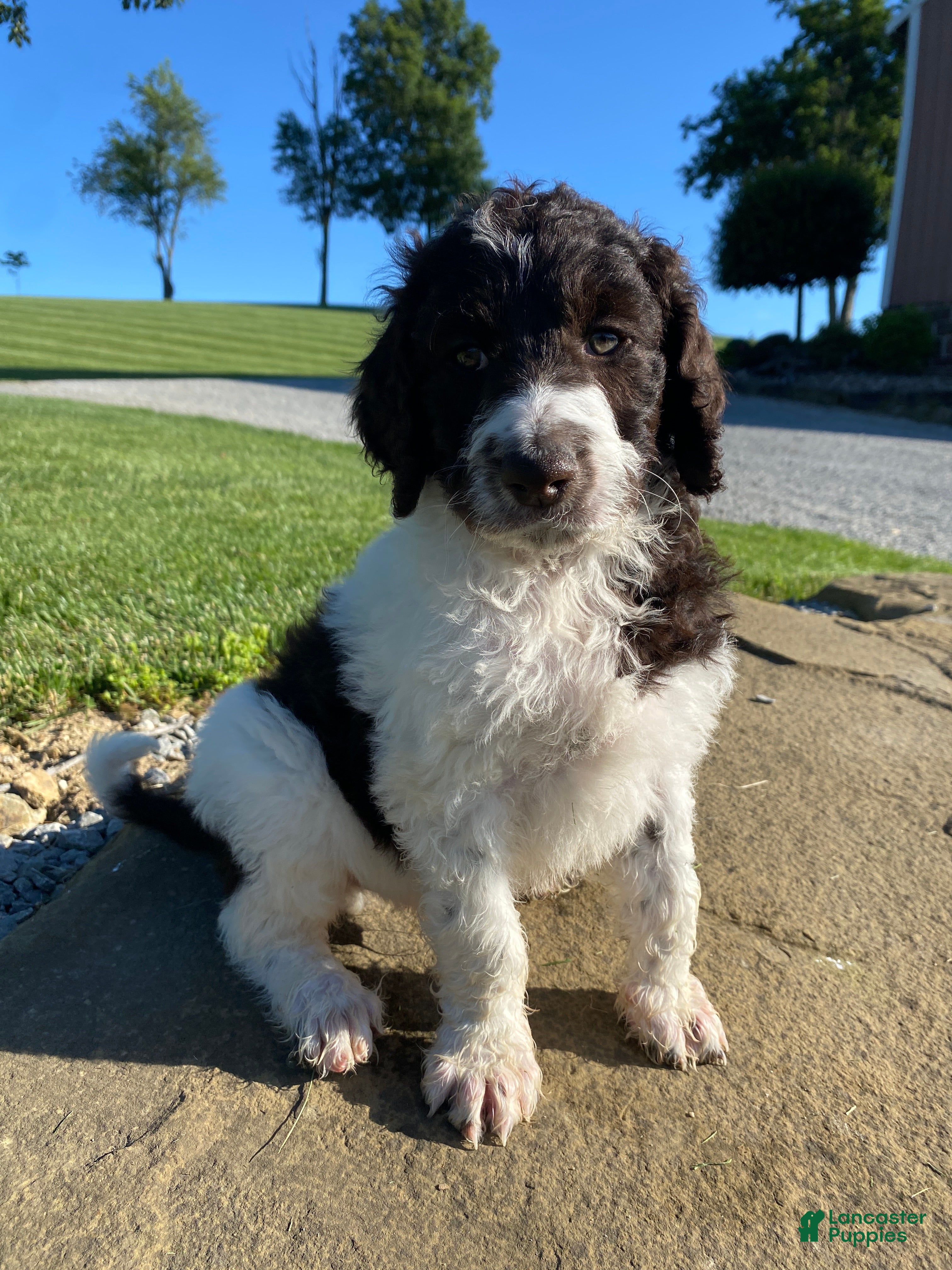 Labradoodle dogs F1bb Leo - Ad 1