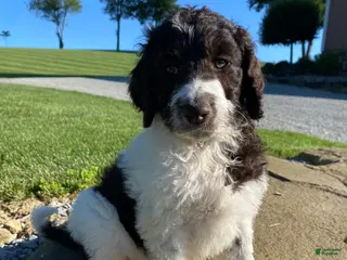 Labradoodle dogs for sale: F1bb Leo - Ad 3