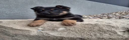 German Shepherd dogs for sale: Karl - Ad 5