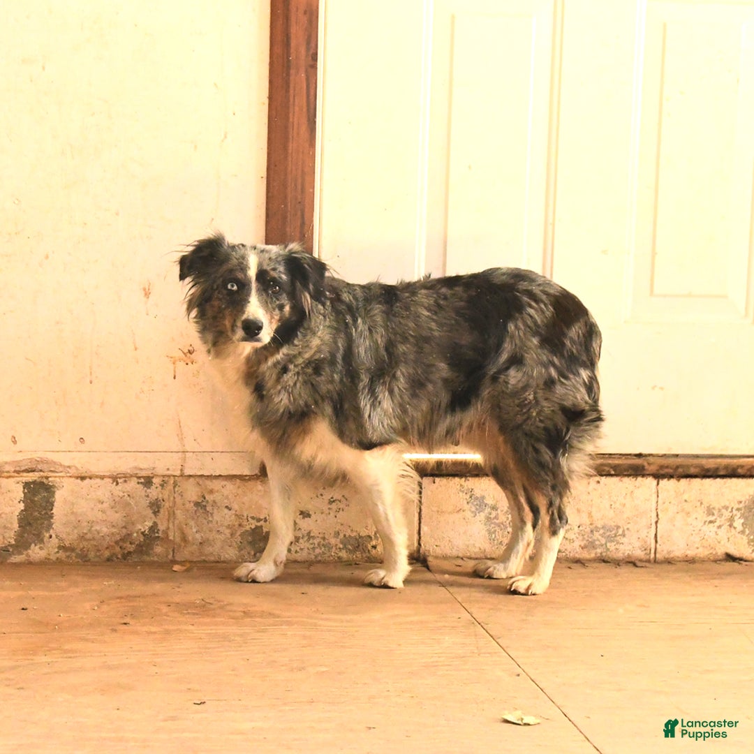Australian Shepherd dogs for sale: Champ  - Ad 4