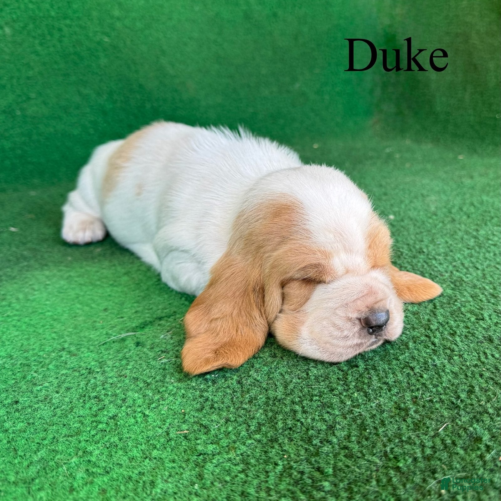 Basset Hound dogs Duke - Ad 2