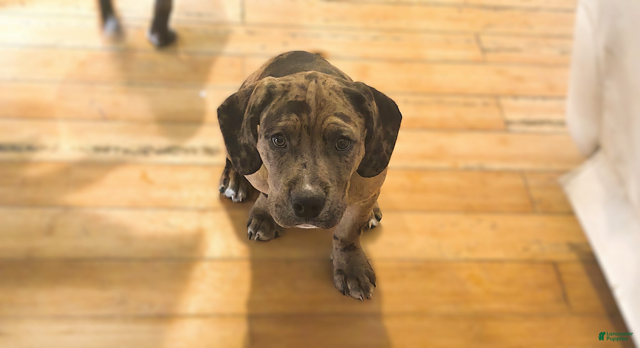 Mixed Breed dogs Winston - Ad 1