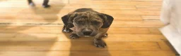 Mixed Breed dogs for sale: Winston - Ad 1