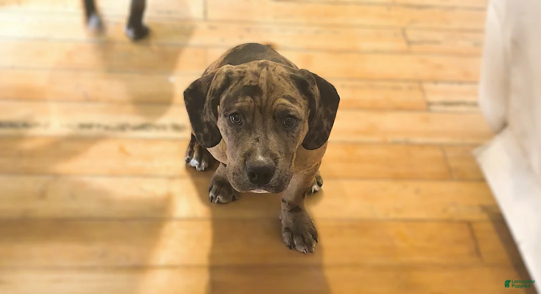 Mixed Breed dogs for sale: Winston - Ad 1