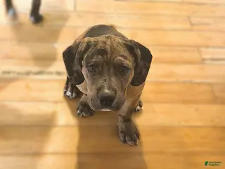 Mixed Breed dogs for sale: Winston - Ad 2