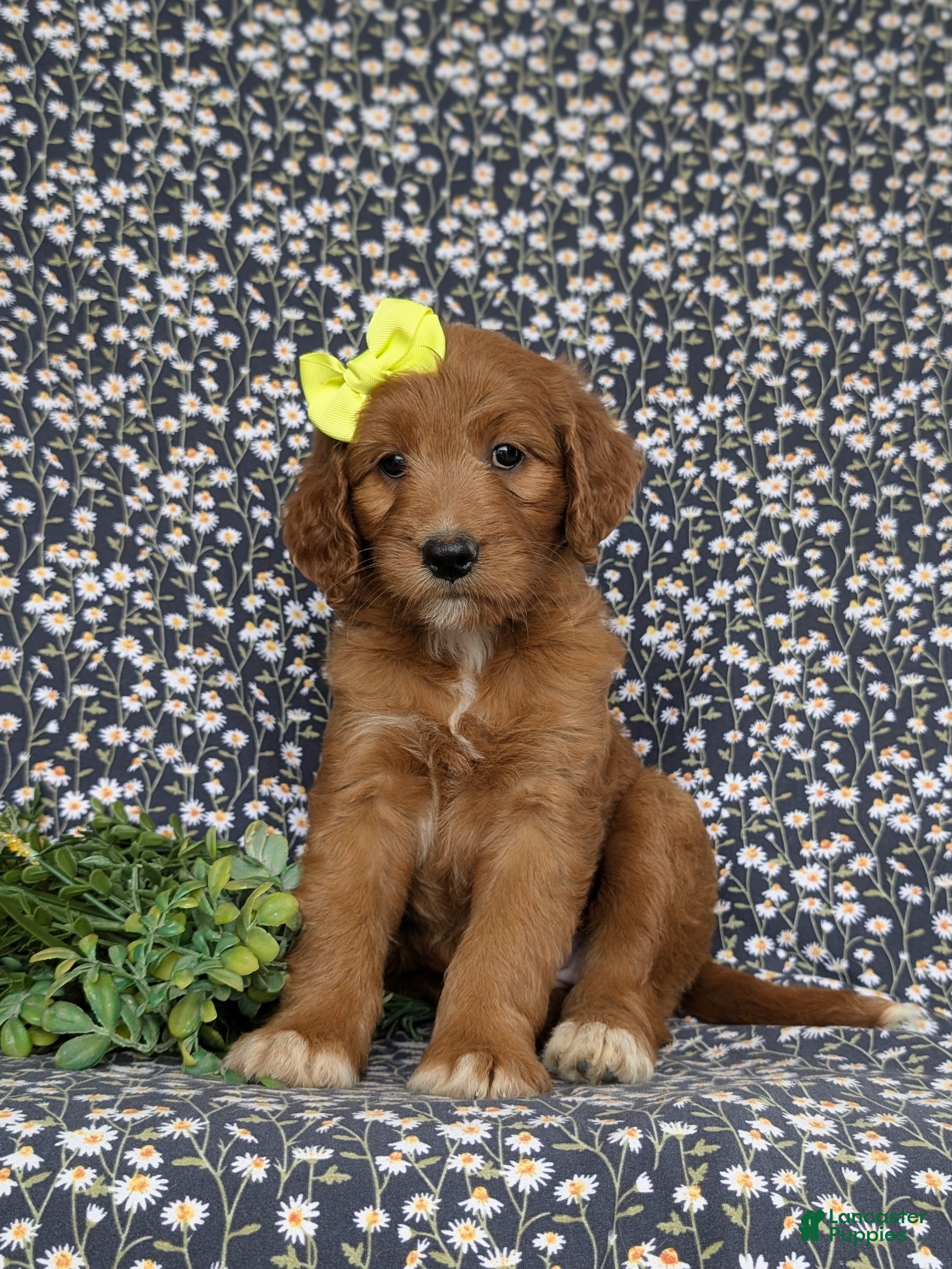 Goldendoodle dogs Venus - Ad 1