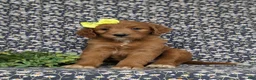 Goldendoodle dogs for sale: Venus - Ad 1
