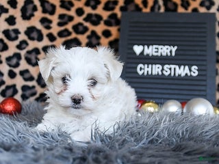 Maltese dogs Daisy - Ad 18