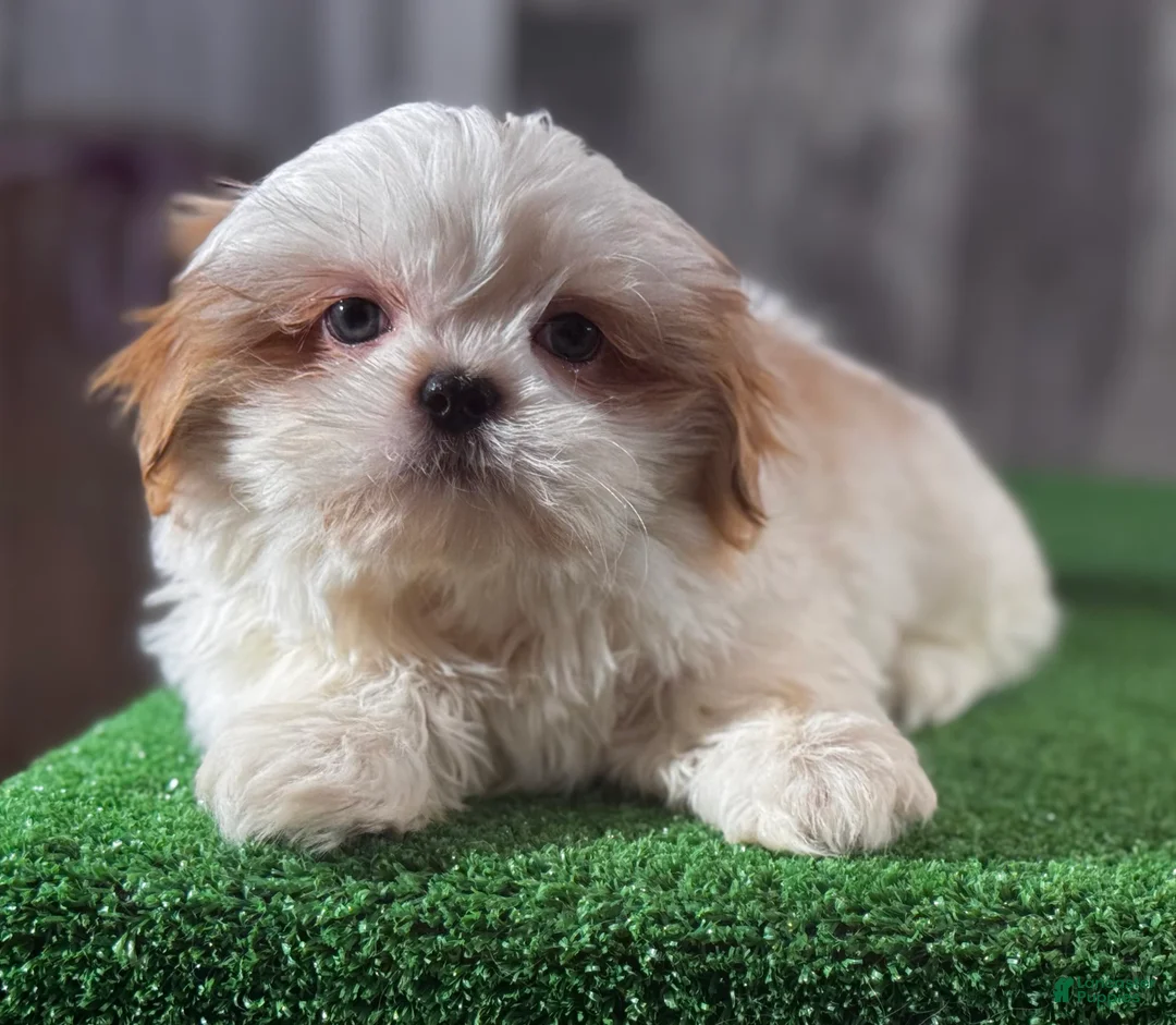 Shih Tzu dogs for sale: Scout  - Ad 5