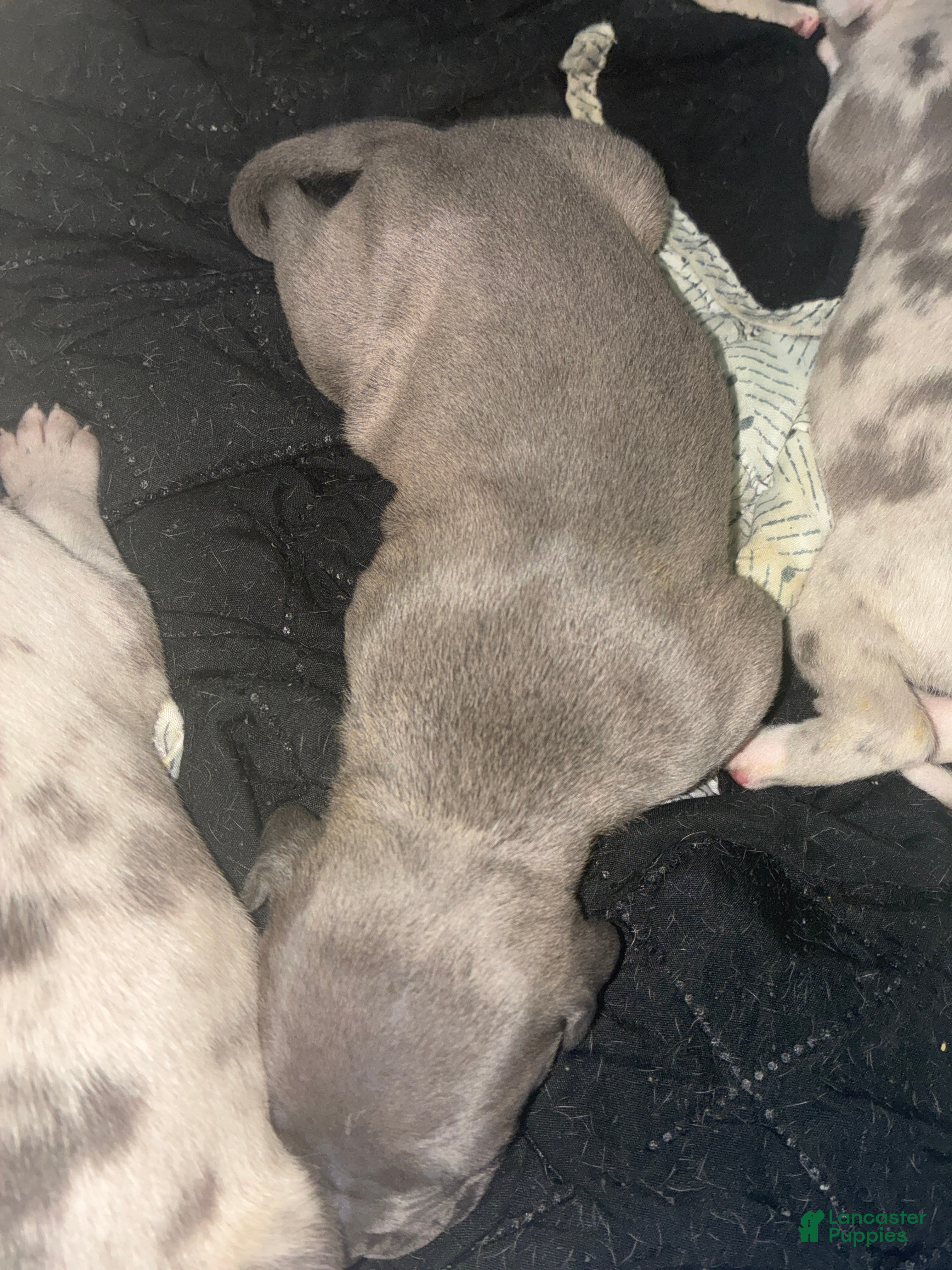 American Bully dogs American Bully Puppy 6 - Ad 25
