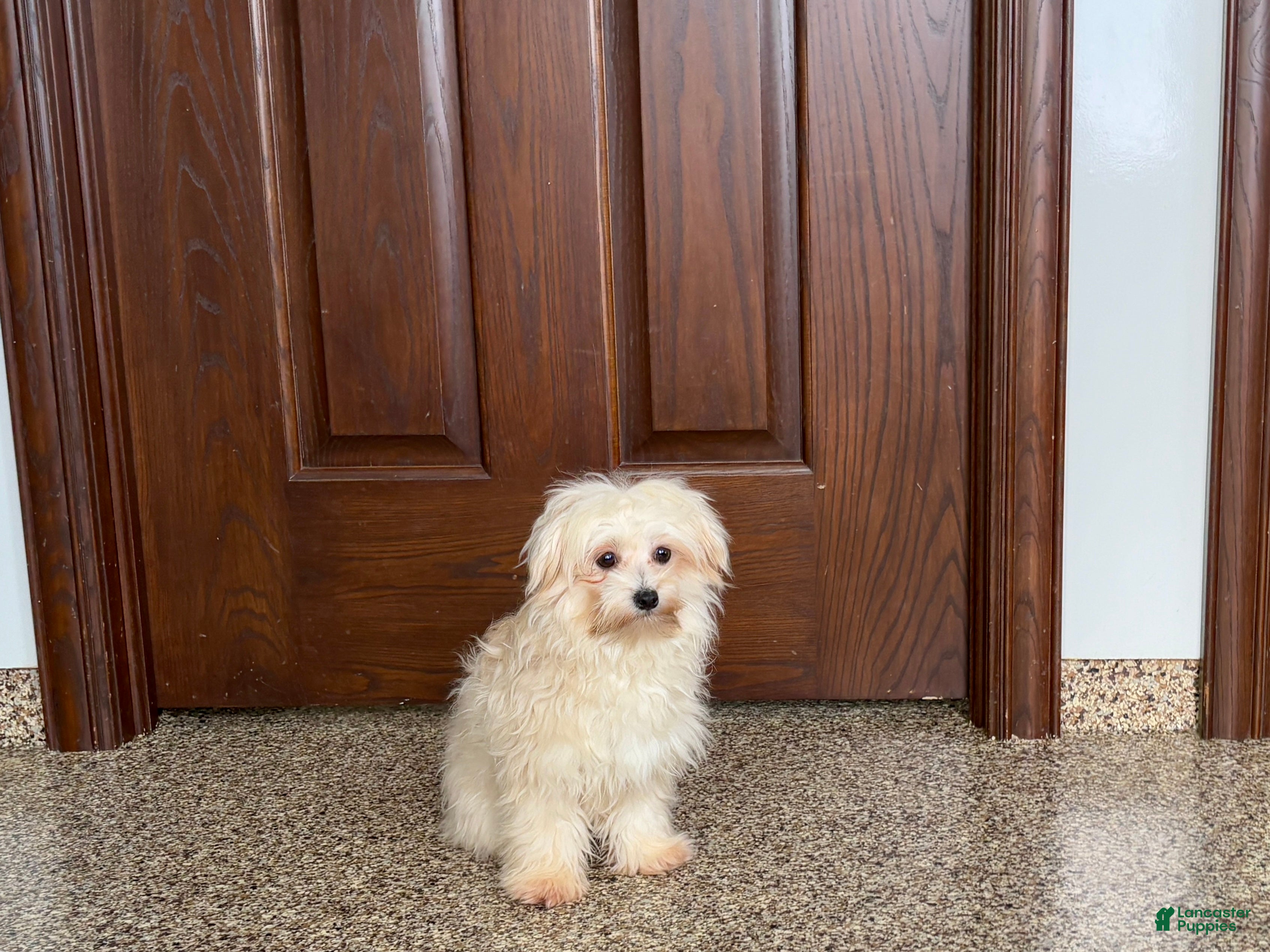 Mixed Breed dogs Karen havamalt  - Ad 2