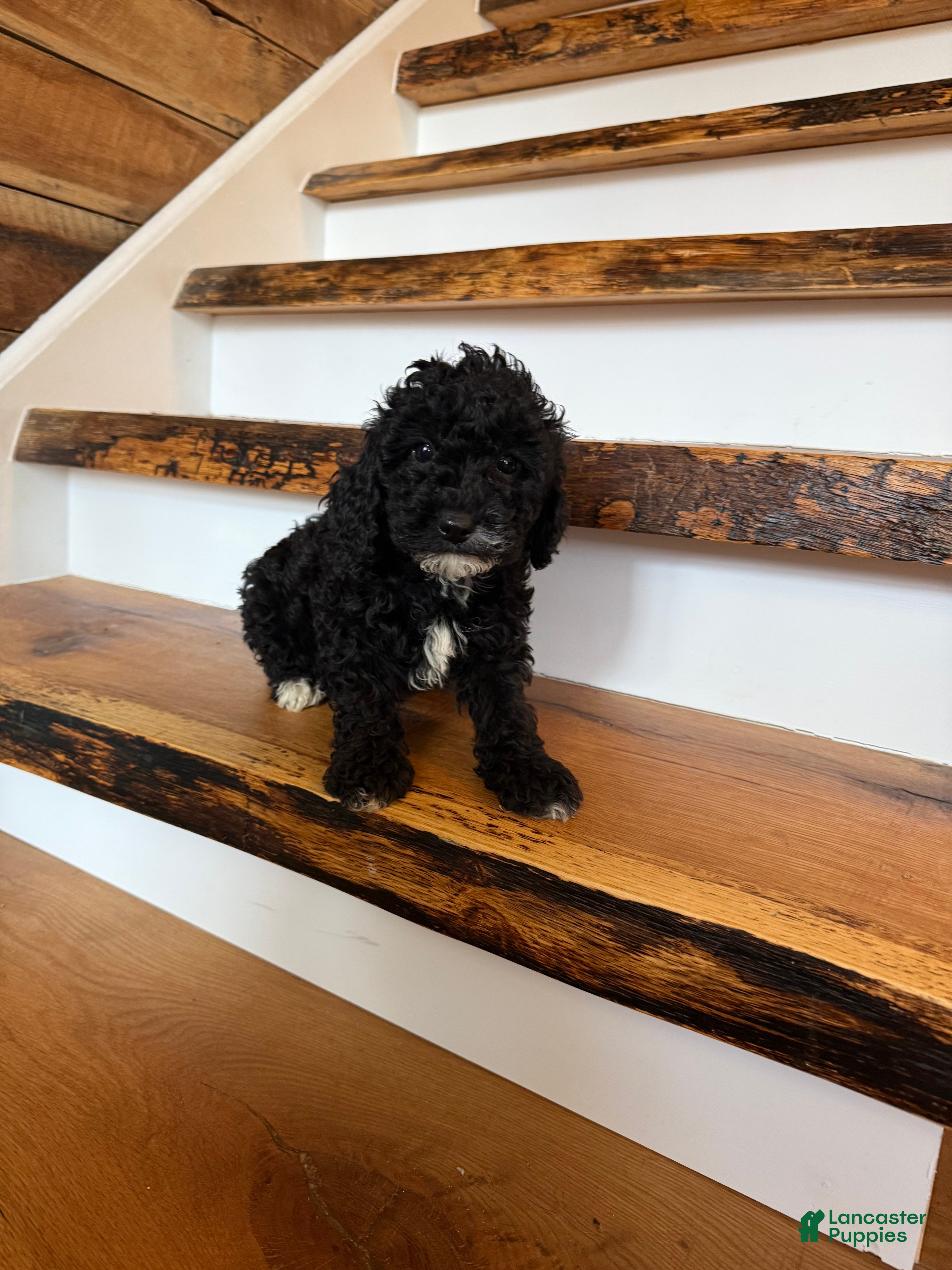 Cavapoo dogs Calvin - Ad 37