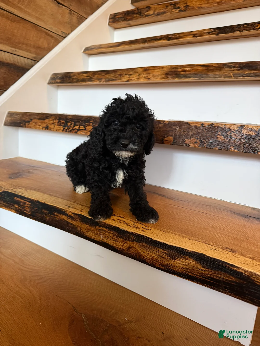 Cavapoo dogs for sale: Calvin - Ad 1