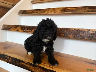 Cavapoo dogs Calvin - Ad 38