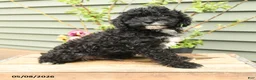 Shihpoo dogs for sale: Baxter - Ad 4