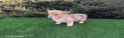 Welsh Corgi Pembroke dogs for sale: Kyle - Ad 4