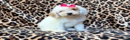Mini Goldendoodle dogs for sale: Chloe - Ad 7