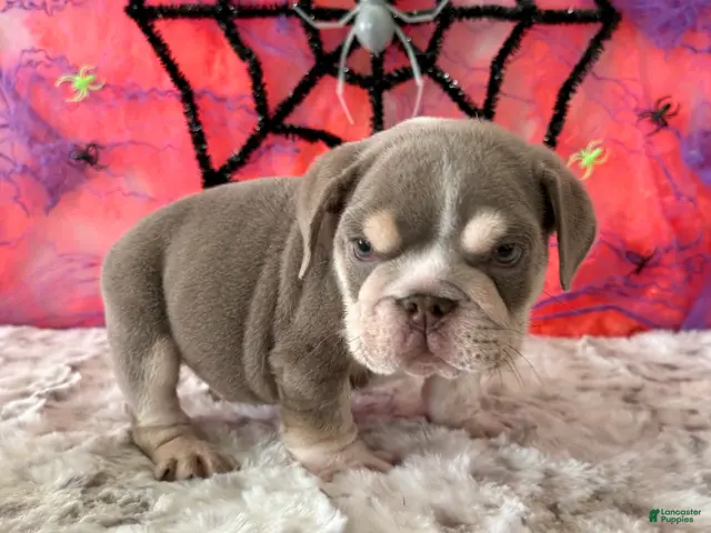 English Bulldog dogs for sale: Aleco - Ad 2