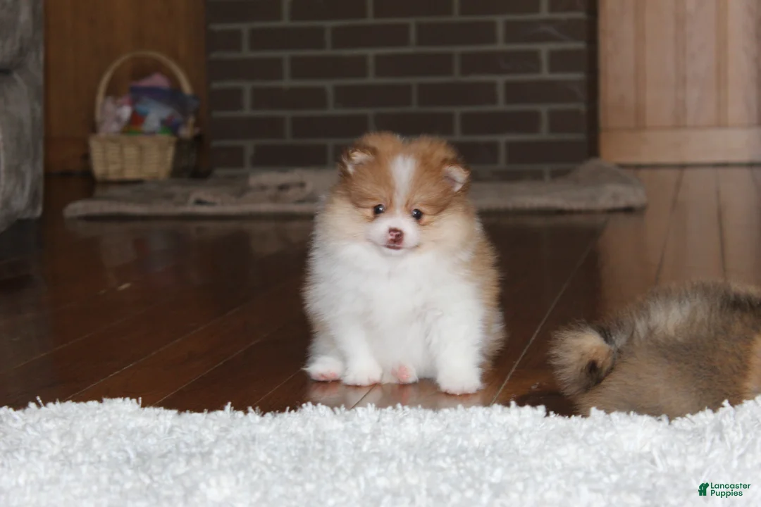 Pomeranian dogs for sale: Kenny - Ad 1