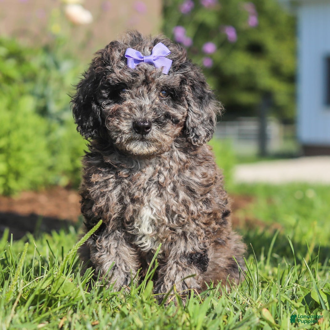 Miniature Poodle dogs Lucy - Ad 2
