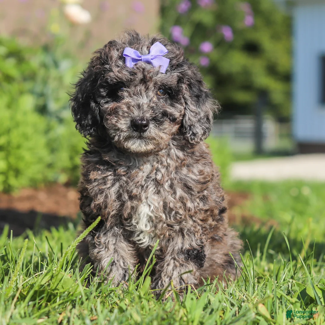 Miniature Poodle dogs for sale: Lucy - Ad 2