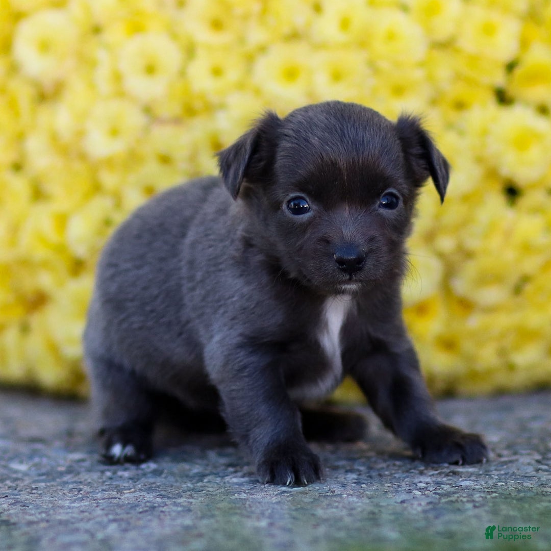 Chihuahua dogs for sale: Penny - Ad 17