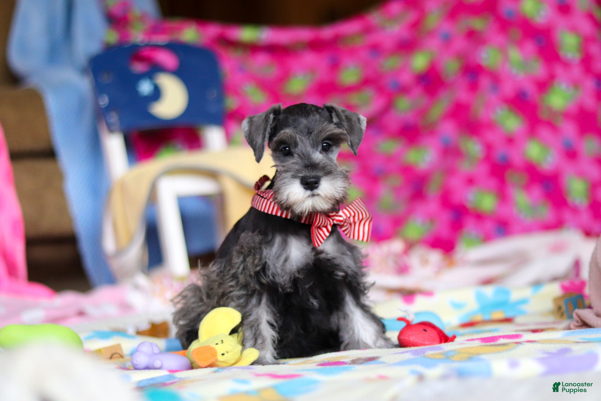 Miniature Schnauzer dogs Charity - Ad 16