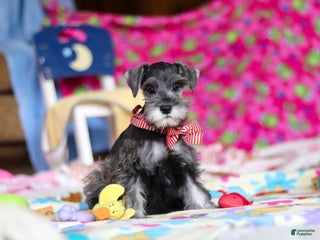 Miniature Schnauzer dogs Charity - Ad 3