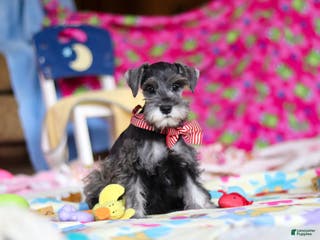 Miniature Schnauzer dogs Charity - Ad 35