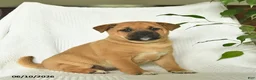 Shiba Inu dogs for sale: Rain  - Ad 5