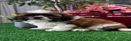Shih Tzu dogs for sale: Simba - Ad 3