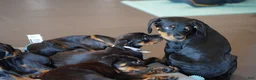 Rottweiler dogs for sale: Vermithor - Ad 8