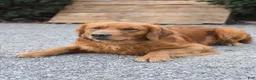 Golden Retriever dogs for sale: Joy - Ad 5