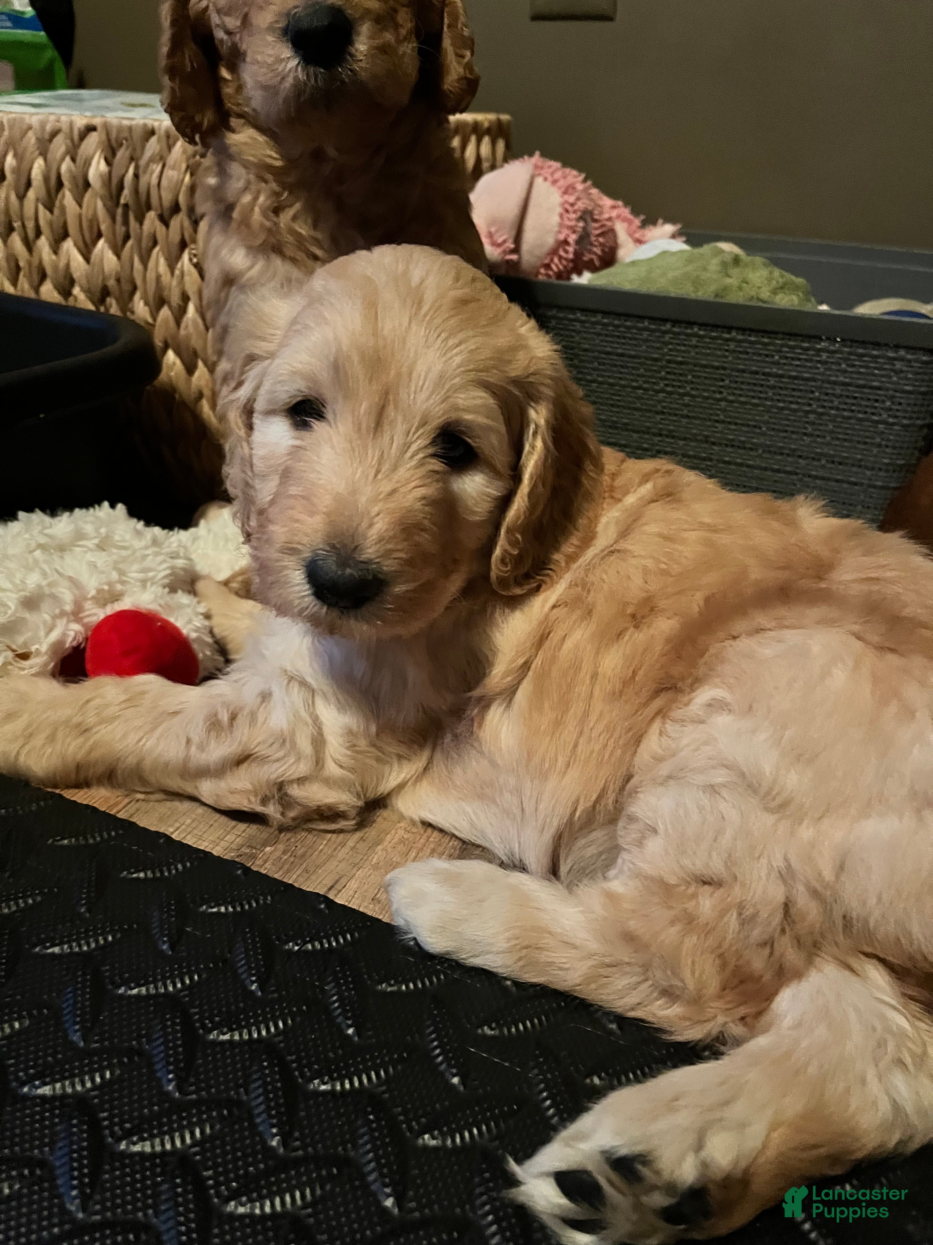 Goldendoodle dogs Goldendoodle Puppy 1 - Ad 1