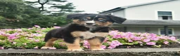 Australian Shepherd dogs for sale: Dolly  - Ad 5