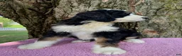 Bernedoodle dogs for sale: Daisy  - Ad 5