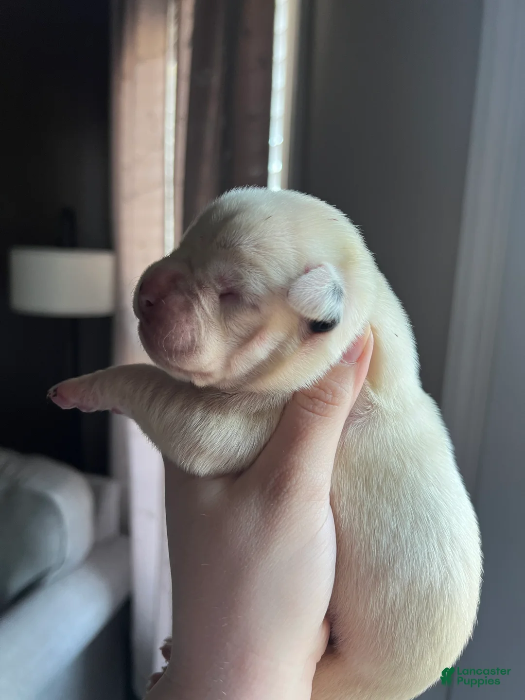 Boxer dogs for sale: Boxer Puppy 2 - Ad 2